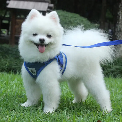 Povodac za pse i mačke | CATAROUND